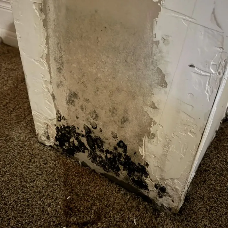 Professional Mold Removal in Jacksboro, TX